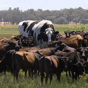 Meet Knickers, he is believed to be Australia's biggest cow weighing 1.4 tonnes and standing at over 6 feet tall 😱🐮 | UNILAD
