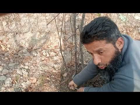 How can we propagate our own rootstock with simple method