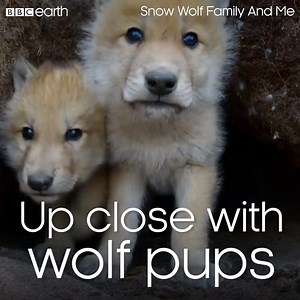 550K views · 3.4K shares | Brave snow wolf pups come face to face with a camera on wheels.  #SnowWolfFamilyAndMe | BBC Earth | Facebook