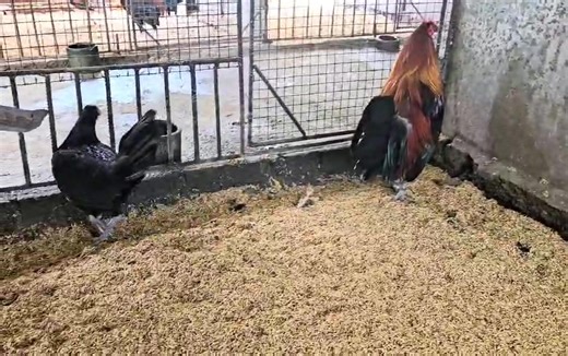 Dream Black Genetic Combo: Wingate Brownred Over Leiper/Macrae! | Braveheart Gamefowls