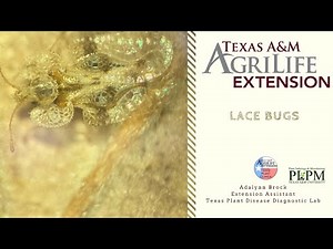 #WhatWednesday What are Lace Bugs?