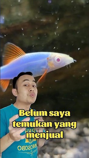Rainbow shark (redfin) glofish, I want to buy it but it's still rare #ornamentalfish #aquarium #u...