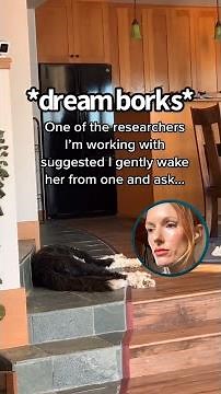 Context Behind 'Dream Borks' | What About Bunny