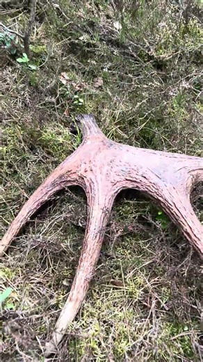 Para od znajomego łosia z wcześniejszego nagrania #nature #zrzuty #antlers #dc #fyp #viral