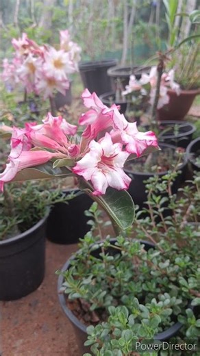 adenium plants sale🌱 #shortvideo #reels #trending #shorts #short #youtubeshorts #video #viral #love