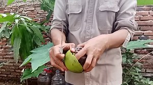 Exploring the Benefits of Calabash Fruit