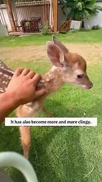 A mother sika deer abandoned her baby after giving birth, and then...#animals #rescue#lovestory
