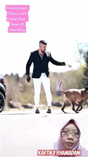 Professional, Classy, and Funny Dog | Smart & Charming #germanshepherd #malinois #dogcoach #smartdog