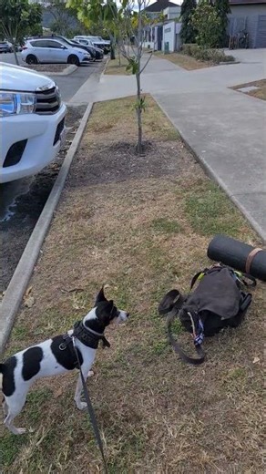 8251. Wait with support handler out of view watch traffic distract busy street Part 2 5 Sept 2025 KS