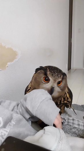 Owls Lover Owl Videos Owl photography Owl pictures Owls photo Birds Video #owl #owls #birds #birdsvideo #owlphotography #owlvideos #OwlVideo #littleowls #nature | Animal Lover