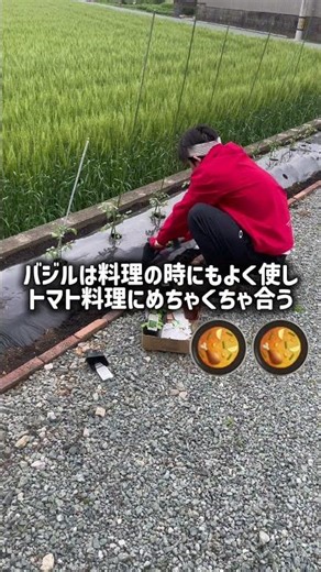 【農業日記#12】10平米の畑にトマトの相棒「バジル」を植える！