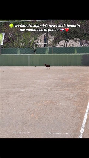 🎾 We found Benjamin's new tennis home in the Dominican Republic! 🇩🇴❤️