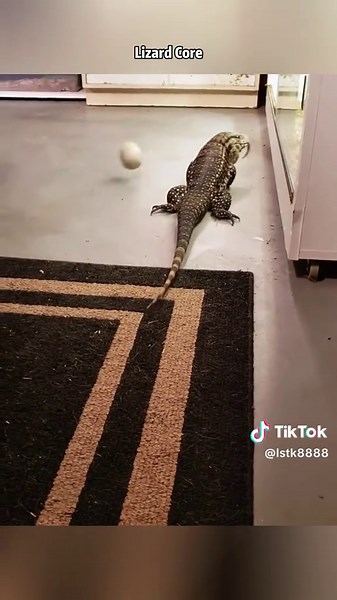 Exploring the World of Lizard Care