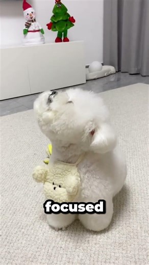 This Fluffy Dog Fits Apartment Life Perfectly