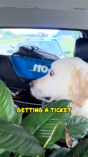 Dog’s Hilarious Reaction After Getting Pulled Over - Funny Police Moment 😂 🎥: adriannastowers TT #CopHumor #Police #Funny #Comedy #Dog #Reels | CopHumor_