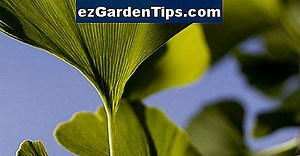 Cómo podar un árbol de Ginkgo 🌱 Tips Jardineros - Es.ezGardenTips.com
