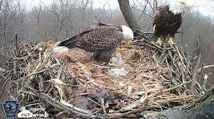 67K views · 1.5K reactions | 礪 EAGLE FAMILY  Our favorite pair of Pennsylvania bald eagles welcomed two BEAUTIFUL hatchlings into their nest this week. Experts say the eaglets have a promising life ahead with such experienced parents.  VIDEO: HDOnTAP & Pennsylvania Game Commission https://wjactv.com/news/local/pair-of-pa-bald-eagles-caring-for-two-healthy-eaglets-that-hatched-this-week | WJAC-TV News | Facebook