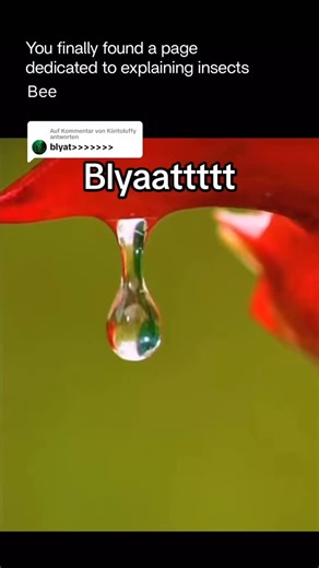 Explaining Insects 🦋 on Instagram: "If a bee and a hummingbird face up at a flower, there is usually no fight at all. Both are focused on nectar, not on each other. Hummingbirds may look intimidating because of their speed and hovering, but they do not hunt insects like bees in this situation. Bees, on the other hand, are not aggressive unless threatened. When they notice a hummingbird, they typically move aside or continue feeding, recognizing it as too large to challenge. In nature, this enco