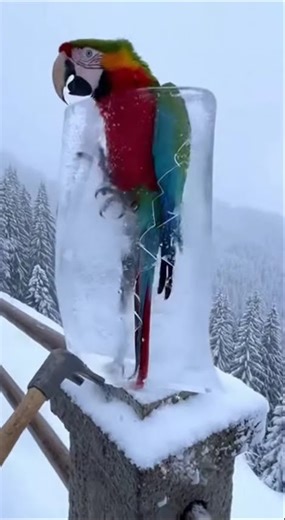 It can mimic human voices Green is the most common color, but many parrots are also red,blue,yellow#