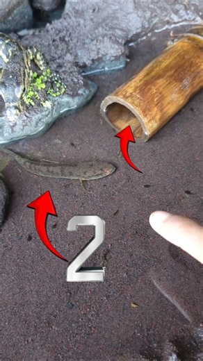 fishing,fishing videos,fishing in the dark- SNAKEHEAD FISH #shorts #fish #channa #viralvideo