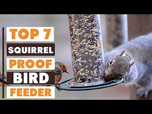 7 Best Squirrel Proof Bird Feeders of 2025: Keep Your Birds Safe!