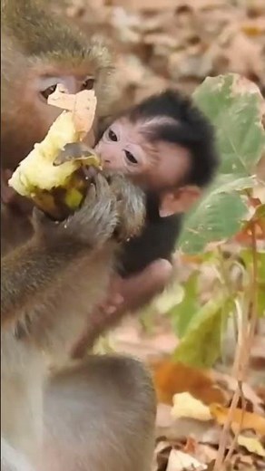 Monkey species: The poor baby monkey begged to be nursed, but its aunt was hungry.