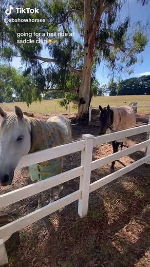 Riding and Trail Riding at Saddle Club | Equestrian Adventure