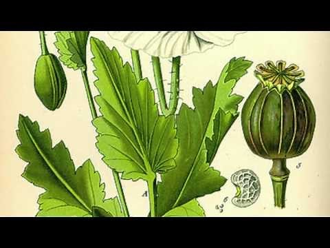 Health and Medicine in Ancient Rome by Olivia June