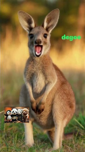 Kaangaroo and Degoo club 🐧🐼🦘🎼 #shorts #trending