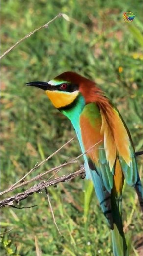 The Bird That Digs Tunnels to Nest | European Bee-Eater