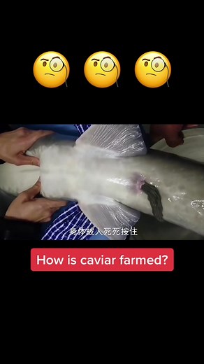 If you’re wondering how this luxury food is farmed #caviar #facts #weird #fyp