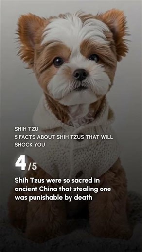 5 Facts About Shih Tzus That Will Shock You