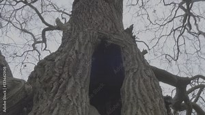 Oak tree hole in Richmond Park - 4K Ungraded