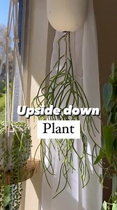 One of my favorite projects is making upside plants. How cool is it to grow them this way! The first time I saw a plant growing upside down it was a tomato plant, and I thought it was the coolest thing ever! Last year I made this one and absolutely loved how it turned out. The main thing is that one, you have a big enough opening. Two, you need a screen to prevent the soil to coming right out. Lastly just a beautiful plant that you want hanging upside down, and this Rhipsalis was absolutely perf