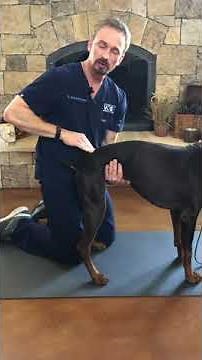 At-Home Spine Assessment for your Dog
