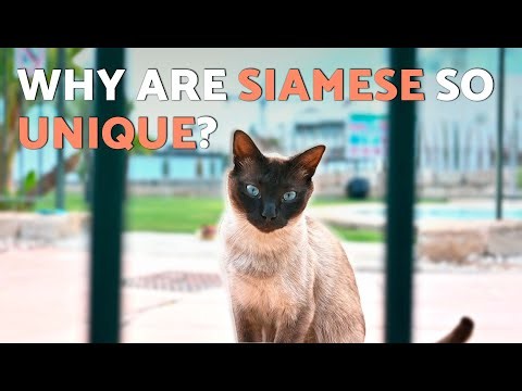 5 Siamese Cat CHARACTERISTICS That Make Them So UNIQUE 😻🐾💙 SIAMESE Cat Facts