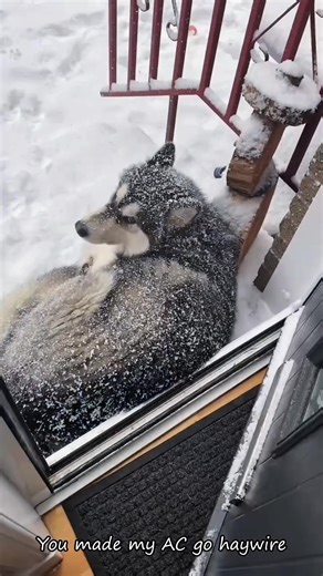 Winter Huskies: The Joy of Snow Days with Dogs