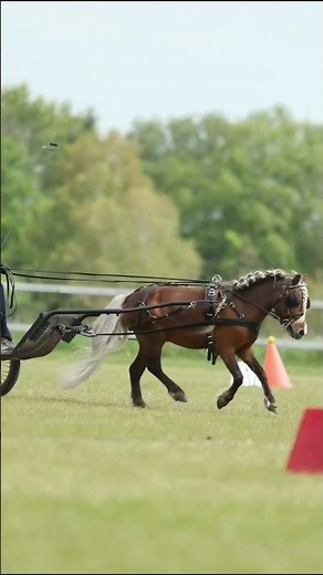 Miniature stallion 🐴 driving competition