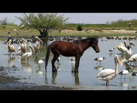 Afan Oromo Classical music