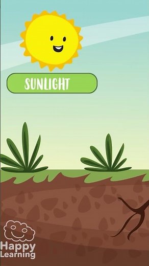 🌱☀️ What Do Plants Need to Carry Out PHOTOSYNTHESIS? | Educational Videos | @HappyLearningEN