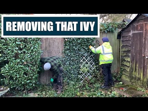 Removing English IVY From a Yard Fence Panel | Winter Lawn Care Clear Out