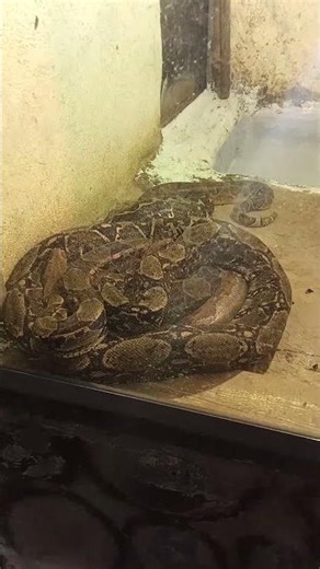 Why Do Big Snakes Coil Around Themselves #Snake