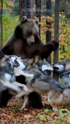 Bear vs Fox | Wild Foxes Tease & Challenge a Bear | Epic Wildlife Showdown ! #wildanimals #animals