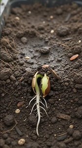 Watermelon Growing From Seed to Ripe Fruit 🍉 | Amazing Plant Growth Timelapse