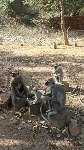 monkey #banana #hanumanbhakt #short