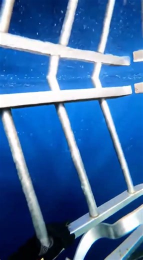 #SharkAttack#SharkAttacks#SeaPredator#OceanPredators#SharkFootage#DeepSea#WildOcean