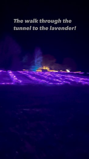 Get your tickets now for lavender and lights and walk under this tunnel yourself! www.springcreeklavenderny.com | Spring Creek Lavender