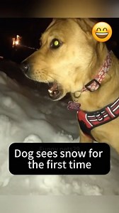 294K views · 4.8K reactions | Dogs and snow! #dogstagram #dogsofinstagram #unleashed #funnyvideos #funny #funnydogs | Jeff Domenick Jr. | Facebook