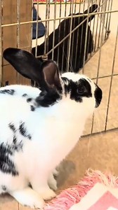 Alphie the Bunny loves his carrots 😂🥕 See Alphie and his friend Raven in the Forest Hall Education Center at Wildlife Prairie Park. #animals #bunny #cute #wildlife | Wildlife Prairie Park