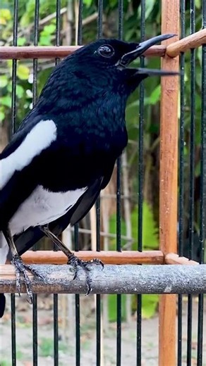sound of magpie robin bird